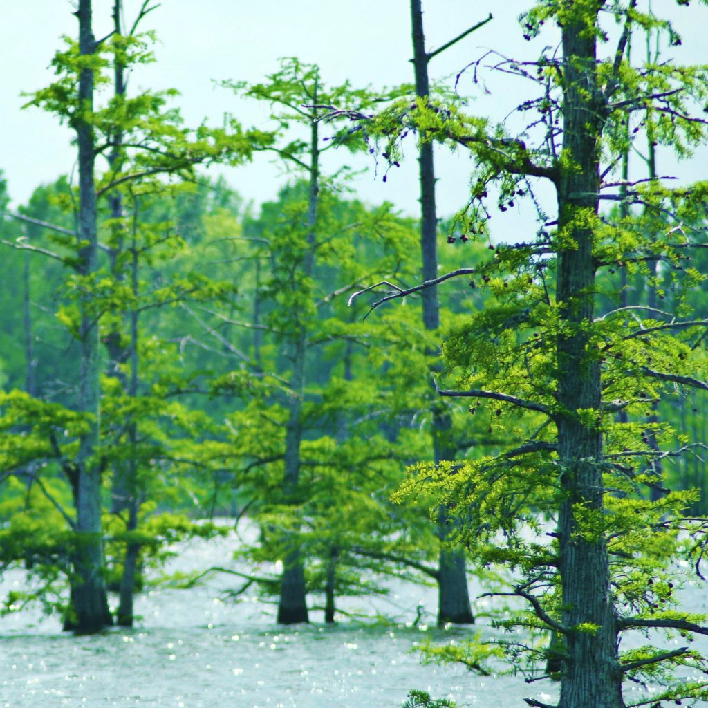 Photo of cypress trees in the bayou